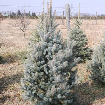 Ель колючая Picea pungens 'Iseli Fastigiata'